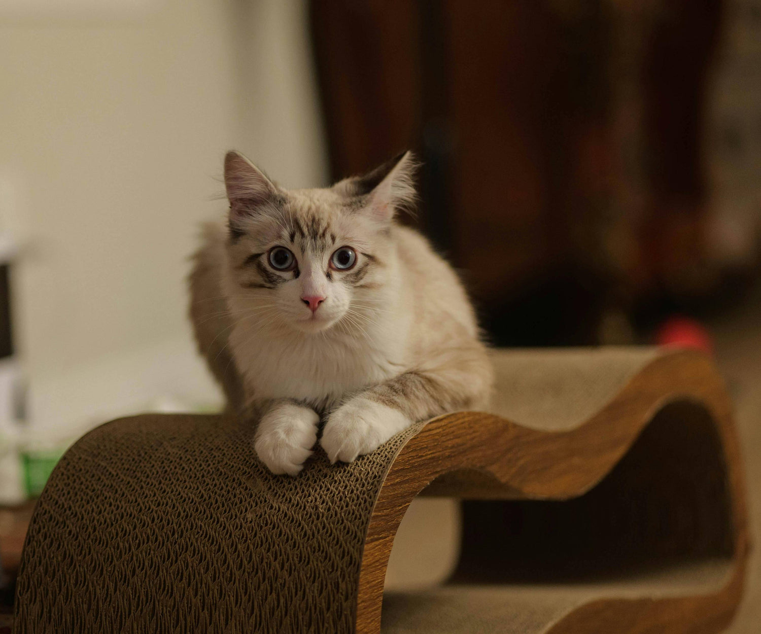 Fluffy cat resting on a curved wooden cat scratcher