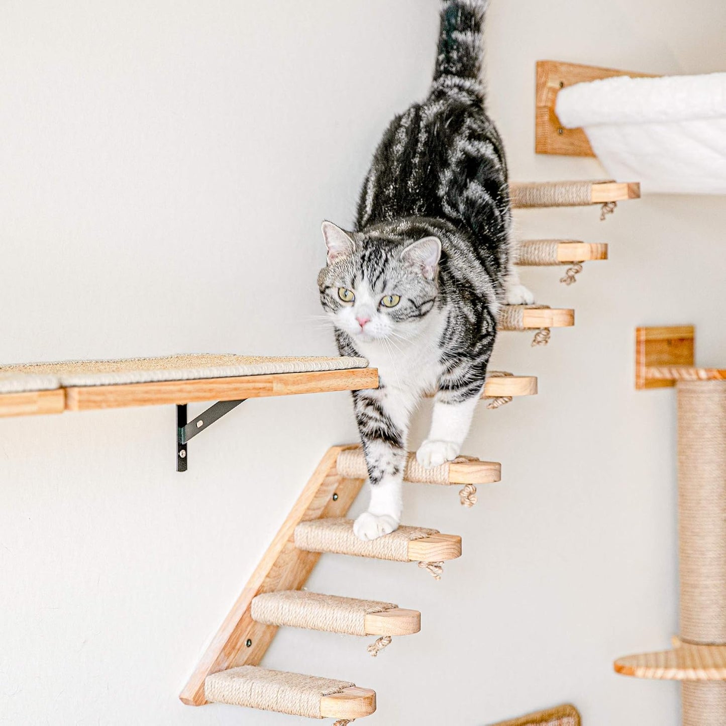 Cat walking on wall-mounted wooden steps in a modern home