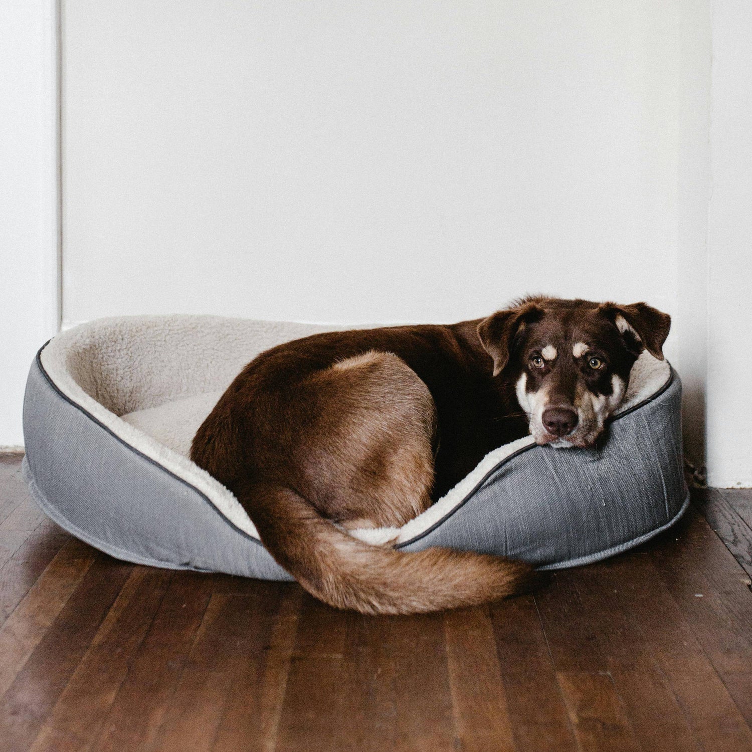 Large brown dog lying in a cozy grey dog bed on a wooden floor, looking relaxed