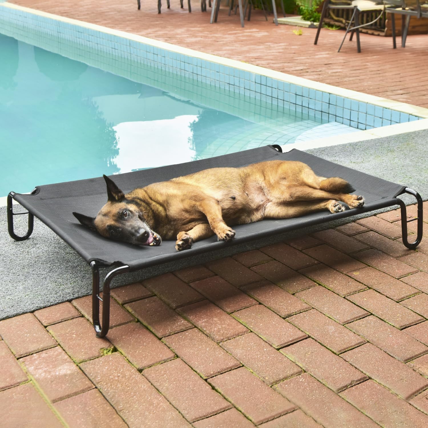 Large dog laying on outdoor elevated dog bed beside the pool