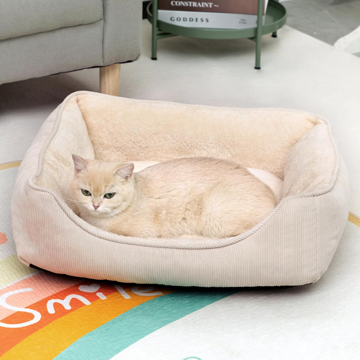 British Shorthair cat resting in soft washable cat bed in living room